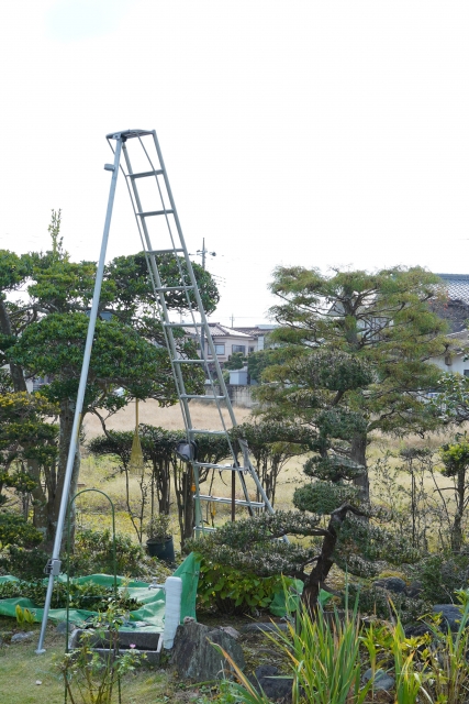 高木の伐採