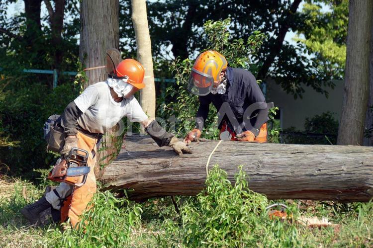 大木の伐採作業